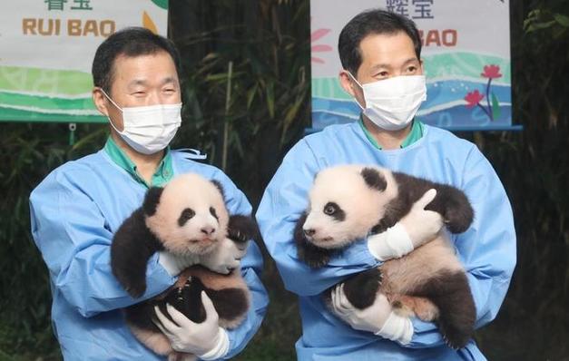 点明大熊猫是国宝的句子怎么看好友给你的备注手机版如何看待“马方送还熊猫，生活费一年60万美元” 荣威(239675)