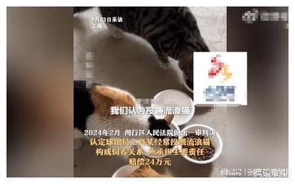 被猫撞了意味着什么被流浪猫绊倒赔4.8万合理吗那些曾经让你受骗的经历为你带来了什么