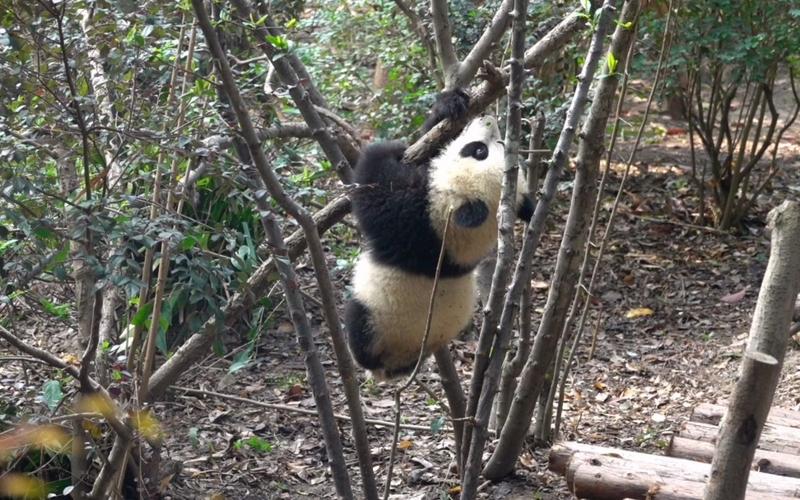 大熊猫福菀福茹是双胞胎吗大熊猫福福大熊猫福茹去世 汽车